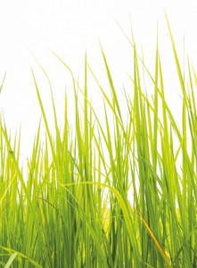 FotoTAPETA Flizelinowa 5447-4 High Grass