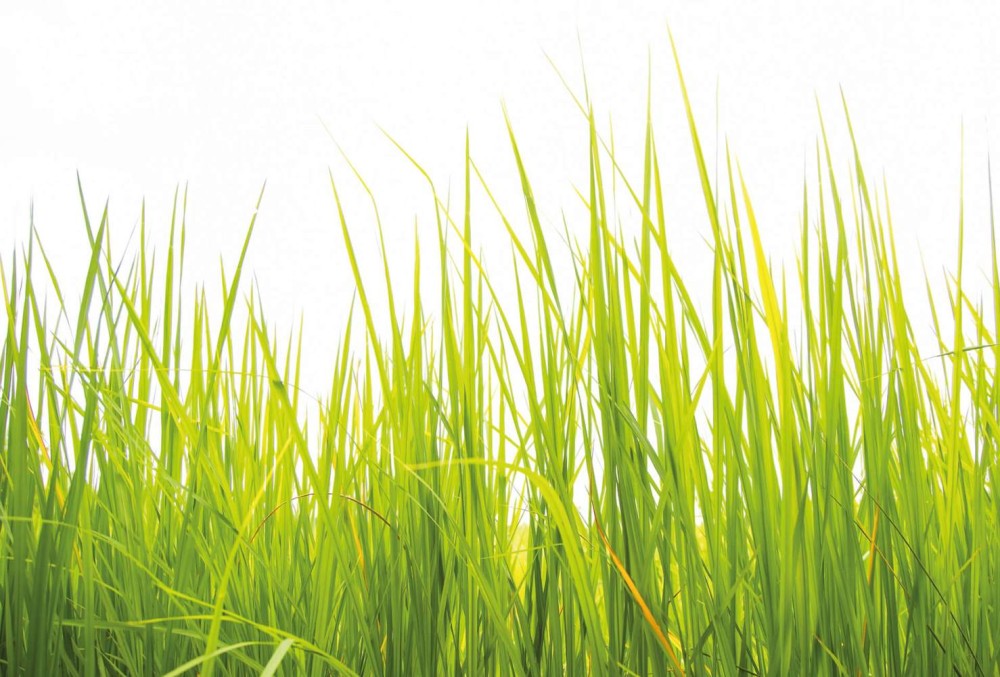Fototapeta flizelinowa 5447-8 High Grass