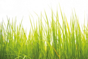 FotoTAPETA flizelinowa 5447-8 High Grass