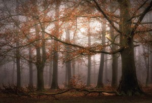 FotoTAPETA flizelinowa 5450-8 Misty Autumn Forest