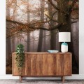 Fototapeta Flizelinowa 5450-4 Misty Autumn Forest