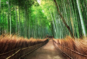 FotoTAPETA flizelinowa 5460-8 Bamboo Grove Kyoto