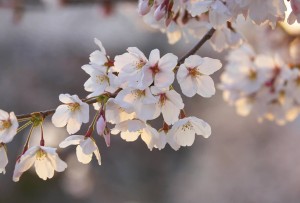 FotoTAPETA flizelinowa 5494-8 Cherry Blossom Branch