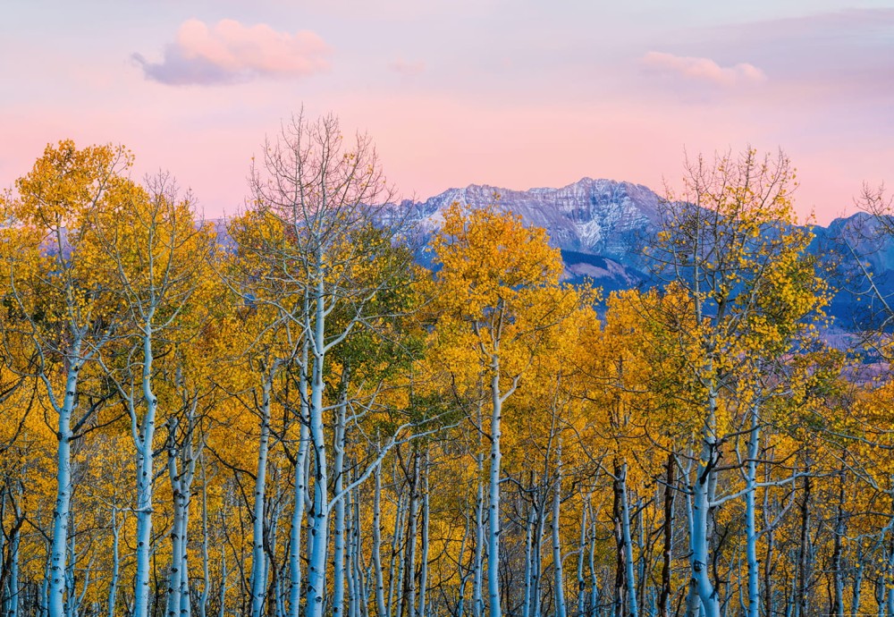 Fototapeta na flizelinie 5066-4V-1 Birches and Mountains