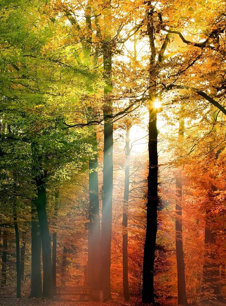 Fototapeta na flizelinie 5483-4 Golden Autumn