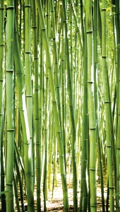 MURAL A36901 BAMBOO - ONE ROLL ONE MOTIF