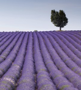 Fototapeta na flizelinie MS-3-0088 LAVENDER FIELD