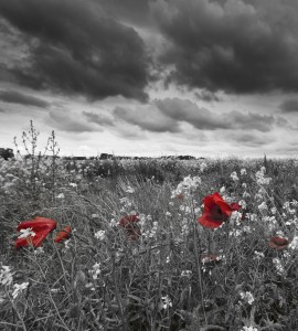 Fototapeta na flizelinie MS-3-0091 POPPIES IN BLACK AND WHITE