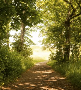 Fototapeta na flizelinie MS-3-0093 FOREST PATH