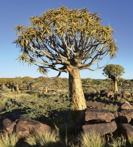 Fototapeta na flizelinie MS-3-0103 NAMIBIA
