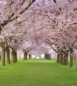 Fototapeta na flizelinie MS-3-0105 CHERRY TREES