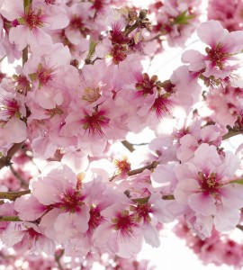 Fototapeta na flizelinie MS-3-0108 APPLE BLOSSOM