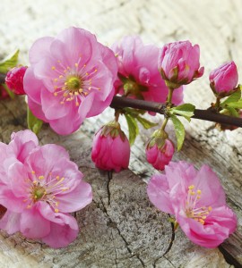 Fototapeta na flizelinie MS-3-0109 SAKURA