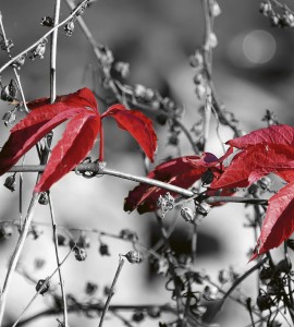 Fototapeta na flizelinie MS-3-0110 RED LEAVES ON BLACK