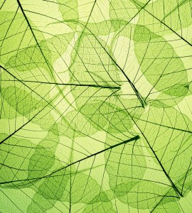 Fototapeta na flizelinie MS-3-0111 LEAF VEINS