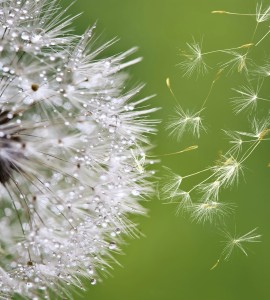 Fototapeta na flizelinie MS-3-0121 BLOWING DANDELION