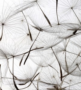 Fototapeta na flizelinie MS-3-0122 DANDELION SEEDS