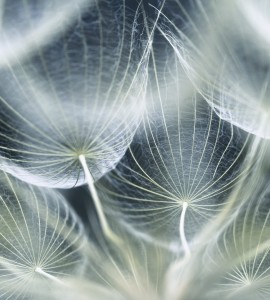 Fototapeta na flizelinie MS-3-0123 DANDELION MACRO