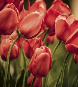 Fototapeta na flizelinie MS-3-0128 RED TULIPS