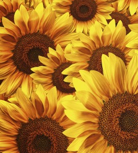 Fototapeta na flizelinie MS-3-0129 HELIANTHUS
