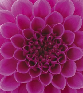 Fototapeta na flizelinie MS-3-0132 PINK DAHLIA