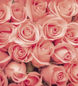 Fototapeta na flizelinie MS-3-0133 ROSES