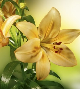 Fototapeta na flizelinie MS-3-0139 LILY