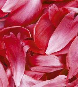 Fototapeta na flizelinie MS-3-0151 RED PETALS
