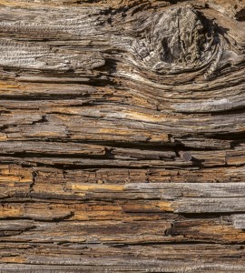 Fototapeta na flizelinie MS-3-0159 TREE BARK