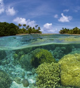 Fototapeta na flizelinie MS-3-0200 CORAL REEF