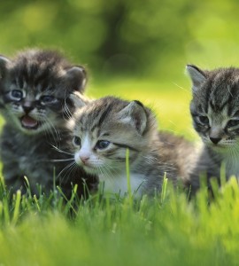 Fototapeta na flizelinie MS-3-0222 KITTENS