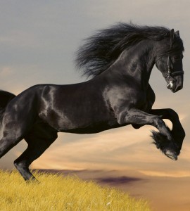Fototapeta na flizelinie MS-3-0228 HORSE