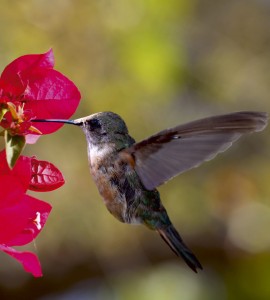 Fototapeta na flizelinie MS-3-0230 HUMMINGBIRD