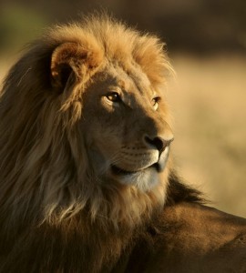 Fototapeta na flizelinie MS-3-0231 LION