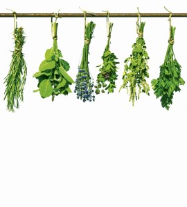 Fototapeta na flizelinie MS-3-0240 HERBS