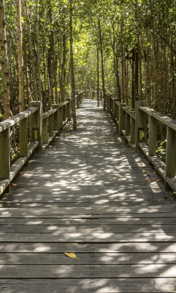 Fototapeta na flizelinie MS-2-0059 MANGROVE FOREST