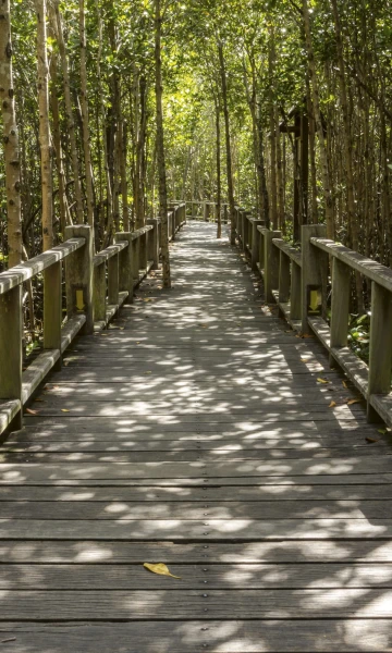 Fototapeta na flizelinie MS-2-0059 MANGROVE FOREST