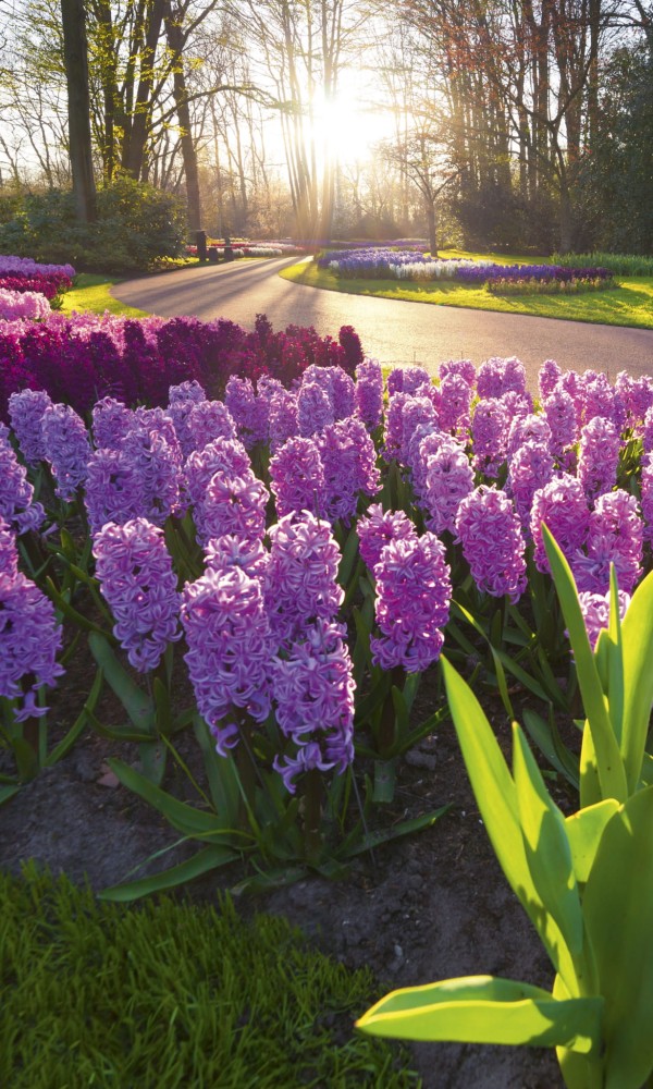 Fototapeta na flizelinie MS-2-0068 HYACINTH FLOWERS