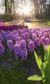 Fototapeta na flizelinie MS-2-0068 HYACINTH FLOWERS