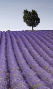 Fototapeta na flizelinie MS-2-0088 LAVENDER FIELD