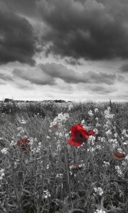 Fototapeta na flizelinie MS-2-0091 POPPIES IN BLACK AND WHITE