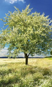 Fototapeta na flizelinie MS-2-0096 BLLOSSOM TREE