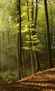 Fototapeta na flizelinie MS-2-0098 FOREST