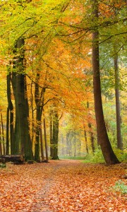 Fototapeta na flizelinie MS-2-0099 AUTUMN FOREST