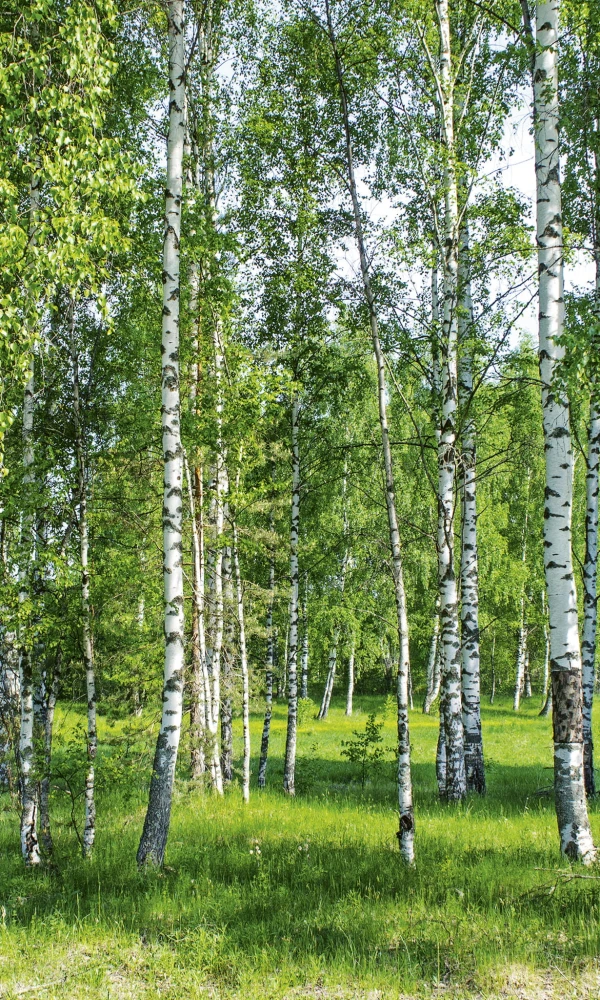 Fototapeta na flizelinie MS-2-0100 BIRCH GROW