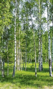Fototapeta na flizelinie MS-2-0100 BIRCH GROW