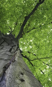 Fototapeta na flizelinie MS-2-0101 TREETOP