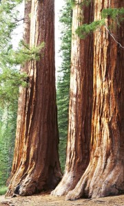 Fototapeta na flizelinie MS-2-0102 SEQUOIA
