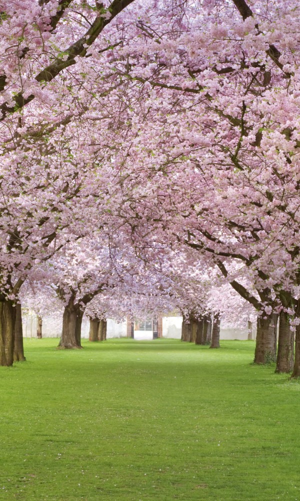 Fototapeta na flizelinie MS-2-0105 CHERRY TREES
