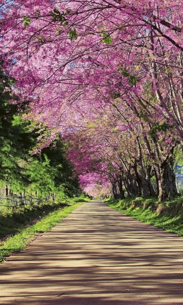 Fototapeta na flizelinie MS-2-0106 BLOSSOM ALLEY